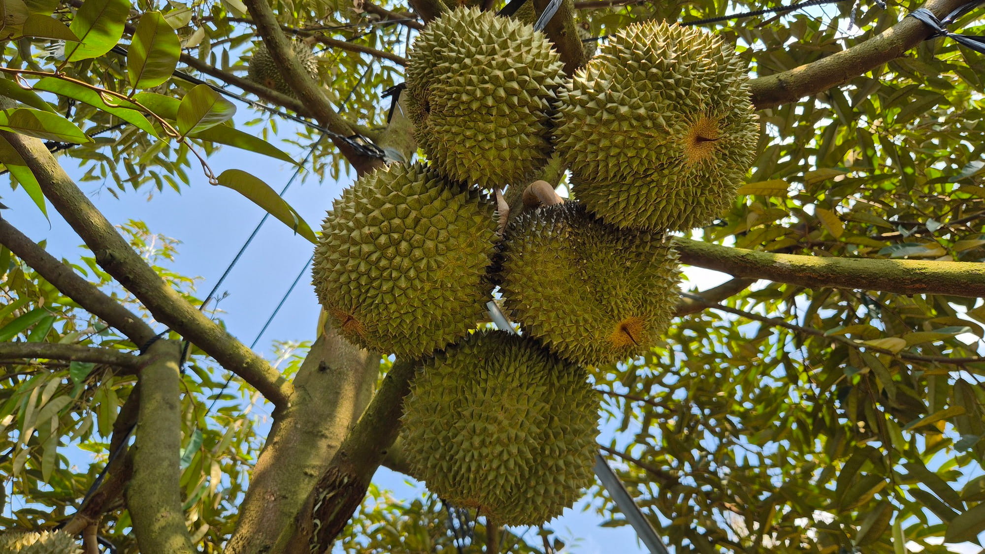 Đoàn Công Tác Bộ Nông Nghiệp Và Môi Trường Khảo Sát Vùng Nguyên Liệu Sầu Riêng Tại Đắk Lắk Và Lâm Đồng