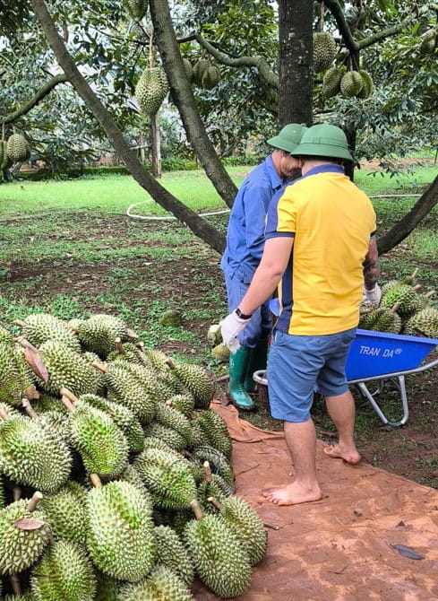 Liên Hiệp HTX Cư M’gar Khảo Sát Vùng Sầu Riêng, Chuẩn Bị Nguồn Sản Phẩm Trước Thềm Lễ Hội