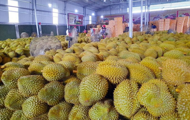 Sầu Riêng Đắk Lắk: Từ Giá Trị Nông Sản Đến Sức Mạnh Của Chuỗi Liên Kết