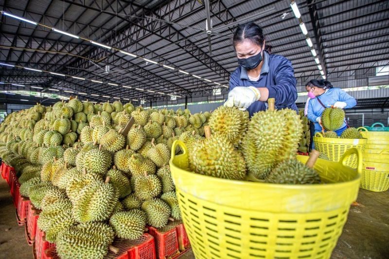 Tiêu Chuẩn Xuất Khẩu Sầu Riêng Và Tấm Vé Thông Hành Mang Tên Truy Xuất Nguồn Gốc