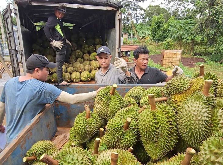 Tiêu Chuẩn Xuất Khẩu Sầu Riêng Và Tấm Vé Thông Hành Mang Tên Truy Xuất Nguồn Gốc