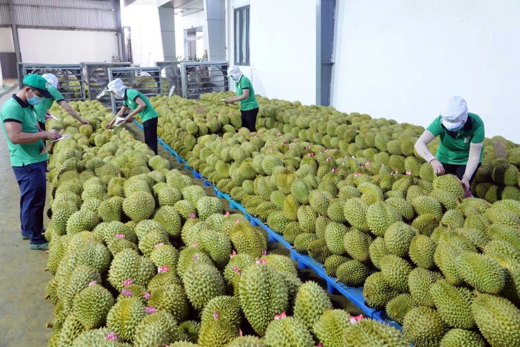 Tiêu Chuẩn Xuất Khẩu Sầu Riêng Và Tấm Vé Thông Hành Mang Tên Truy Xuất Nguồn Gốc