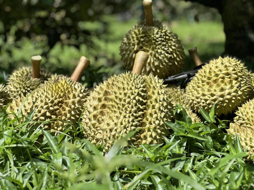Chuyển Đổi Số Trong Nông Nghiệp: Hợp Tác Xã Có Thể Bắt Đầu Từ Những Việc Rất Gần Gũi
