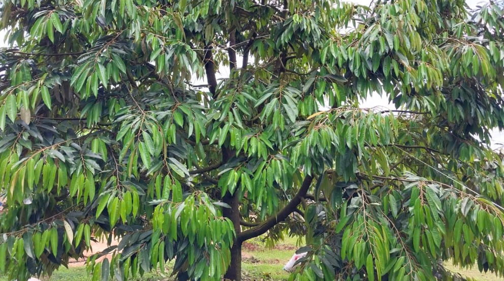 Sản Xuất Sầu Riêng Theo Tiêu Chuẩn: Vì Sao Cần Quản Lý Từ Đầu Vụ?