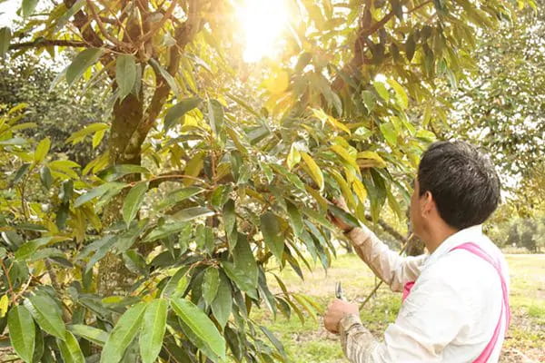 Sản Xuất Sầu Riêng Theo Tiêu Chuẩn: Vì Sao Cần Quản Lý Từ Đầu Vụ?
