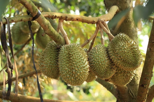 Sầu Riêng Đắk Lắk: Người Trồng Cần Thay Đổi Gì?