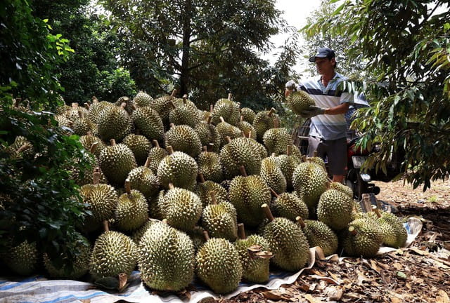 Vùng Nguyên Liệu Sầu Riêng Cần Chuẩn Bị Gì Nếu Muốn Phát Triển Chế Biến?